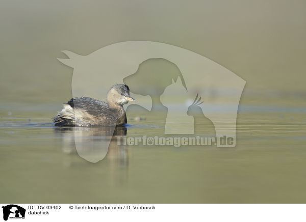 Zwergtaucher / dabchick / DV-03402