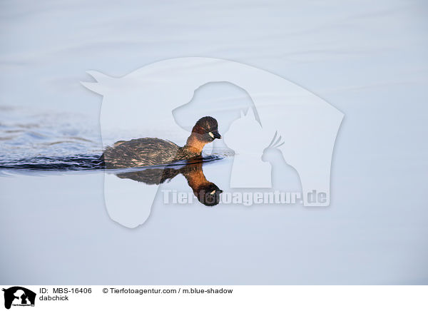 Zwergtaucher / dabchick / MBS-16406