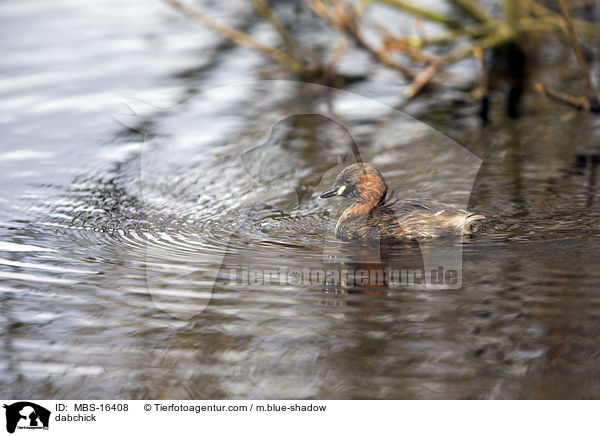 Zwergtaucher / dabchick / MBS-16408
