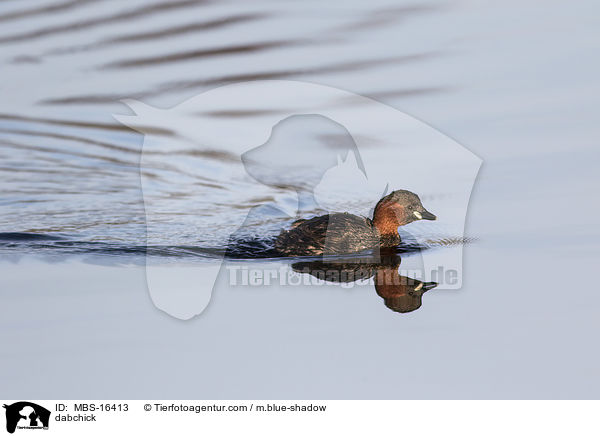 Zwergtaucher / dabchick / MBS-16413