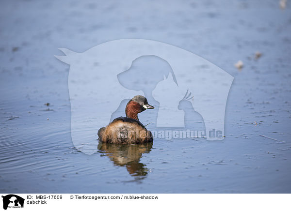 dabchick / MBS-17609