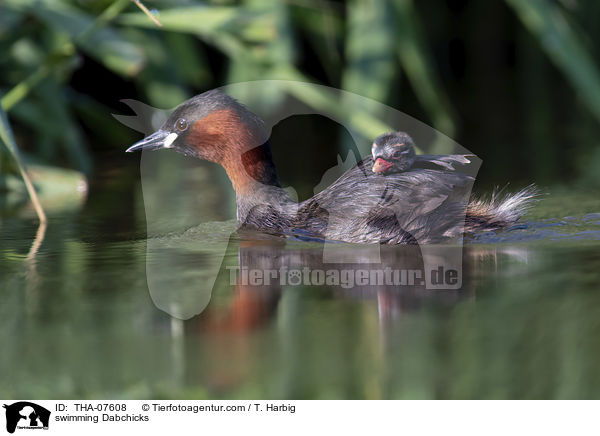 schwimmende Zwergtaucher / swimming Dabchicks / THA-07608
