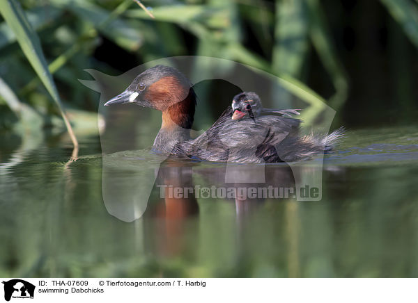 schwimmende Zwergtaucher / swimming Dabchicks / THA-07609