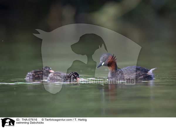 schwimmende Zwergtaucher / swimming Dabchicks / THA-07616