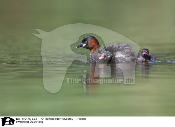 schwimmende Zwergtaucher / swimming Dabchicks / THA-07623