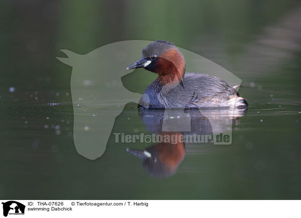 schwimmender Zwergtaucher / swimming Dabchick / THA-07626