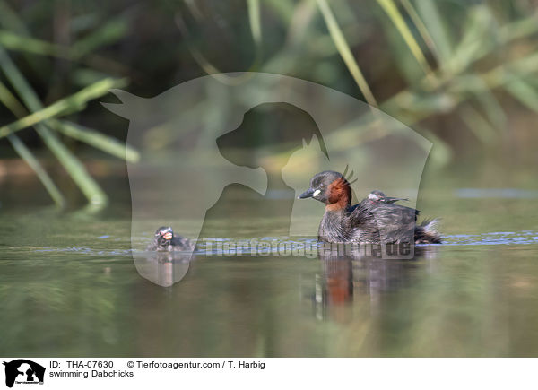 schwimmende Zwergtaucher / swimming Dabchicks / THA-07630
