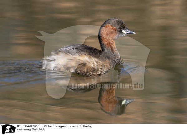 schwimmender Zwergtaucher / swimming Dabchick / THA-07650