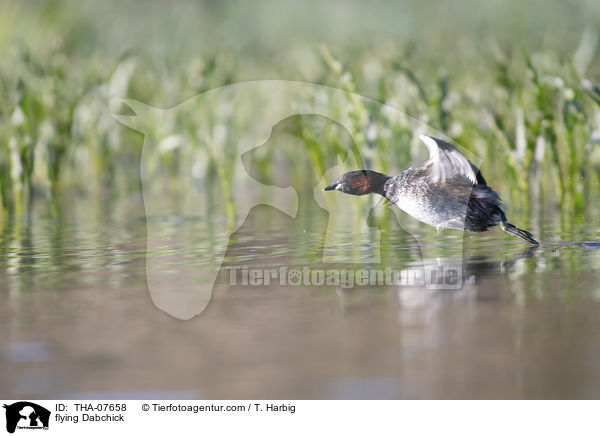 fliegender Zwergtaucher / flying Dabchick / THA-07658