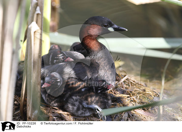 Zwergtaucher / Dabchicks / FF-10226