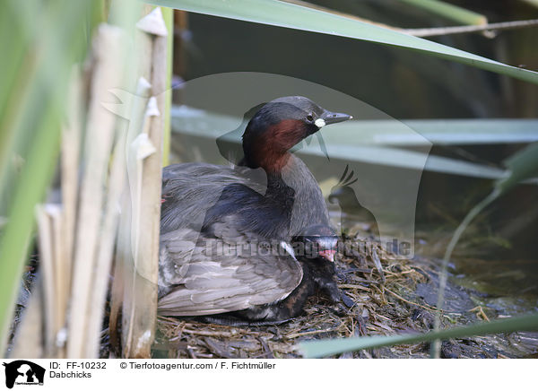 Dabchicks / FF-10232