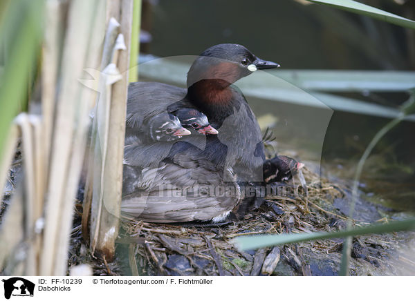 Dabchicks / FF-10239