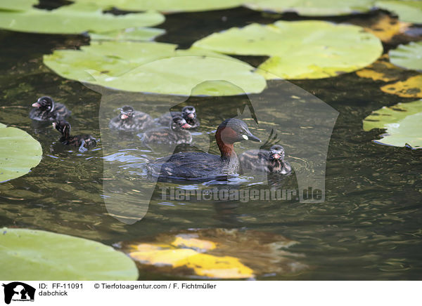 Zwergtaucher / dabchick / FF-11091