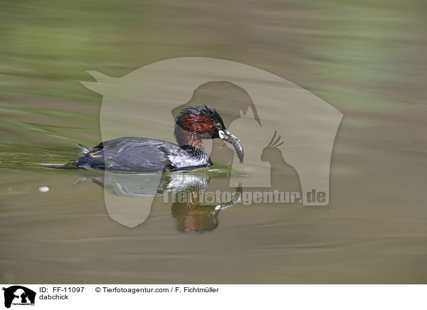 Zwergtaucher / dabchick / FF-11097