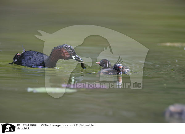 Zwergtaucher / dabchick / FF-11099