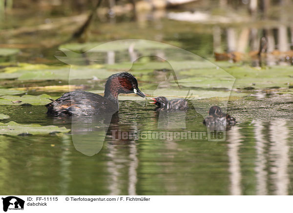 Zwergtaucher / dabchick / FF-11115