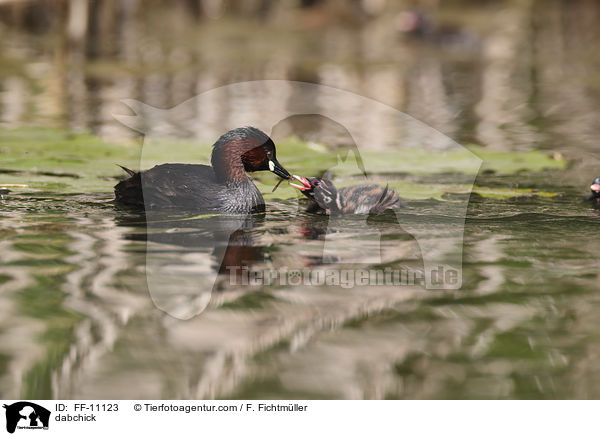 Zwergtaucher / dabchick / FF-11123