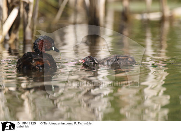 Zwergtaucher / dabchick / FF-11125