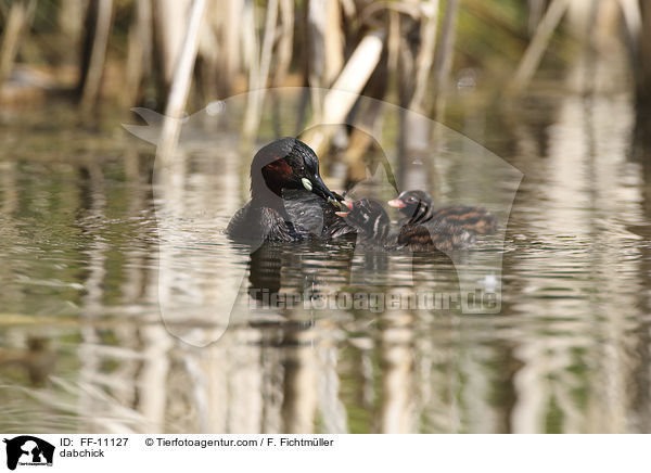 Zwergtaucher / dabchick / FF-11127