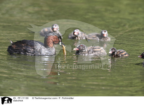 Zwergtaucher / dabchick / FF-11130