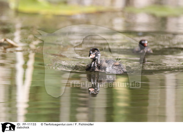 dabchick / FF-11133