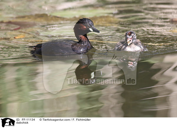 Zwergtaucher / dabchick / FF-11134