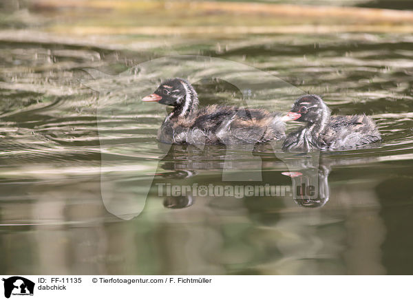 Zwergtaucher / dabchick / FF-11135