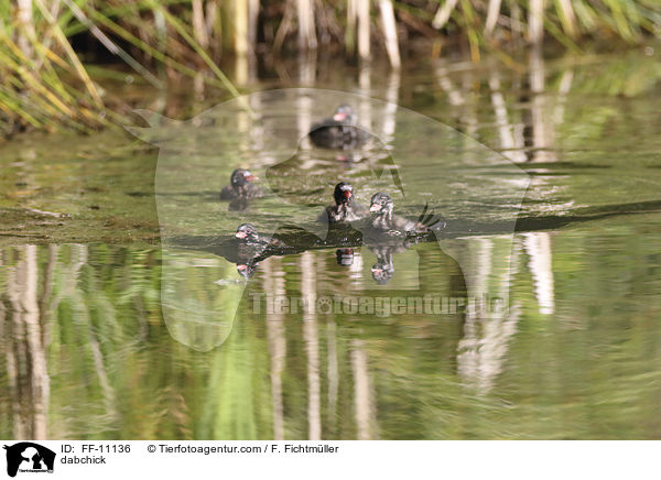 Zwergtaucher / dabchick / FF-11136