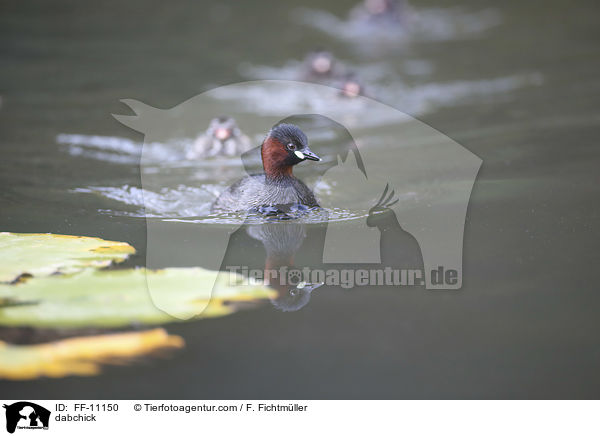 Zwergtaucher / dabchick / FF-11150