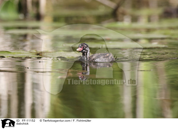 Zwergtaucher / dabchick / FF-11152