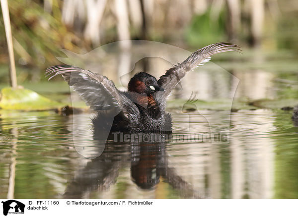 Zwergtaucher / dabchick / FF-11160
