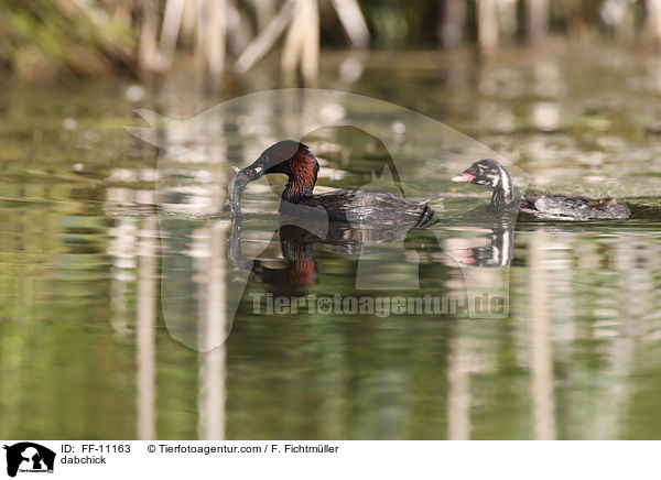 Zwergtaucher / dabchick / FF-11163