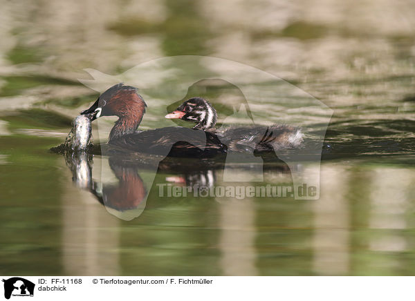 Zwergtaucher / dabchick / FF-11168