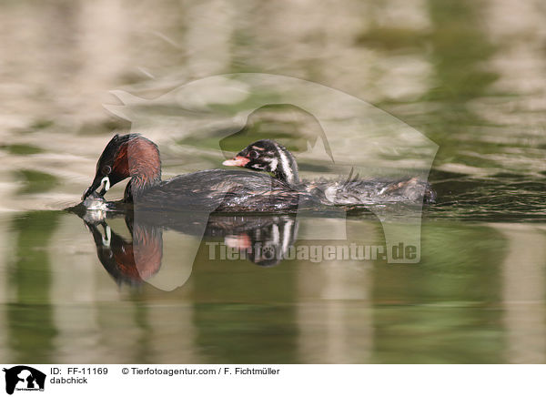 Zwergtaucher / dabchick / FF-11169