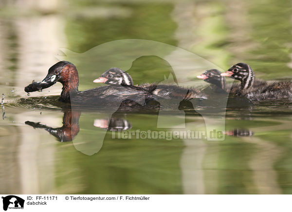 Zwergtaucher / dabchick / FF-11171