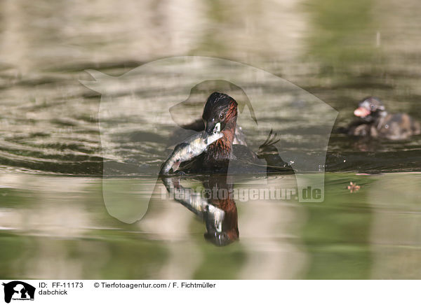 Zwergtaucher / dabchick / FF-11173