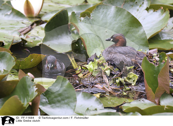 Zwergtaucher Gelege / Little Grebe clutch / FF-11684