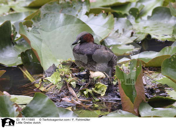 Zwergtaucher Gelege / Little Grebe clutch / FF-11685