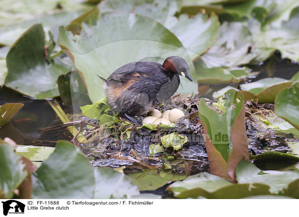 Little Grebe clutch / FF-11688