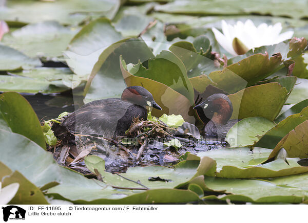 Zwergtaucher Gelege / Little Grebe clutch / FF-11695