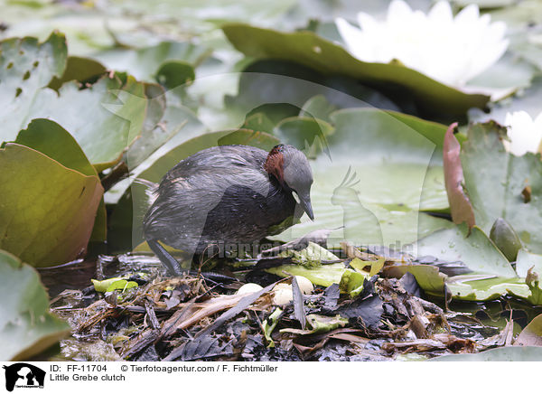 Little Grebe clutch / FF-11704