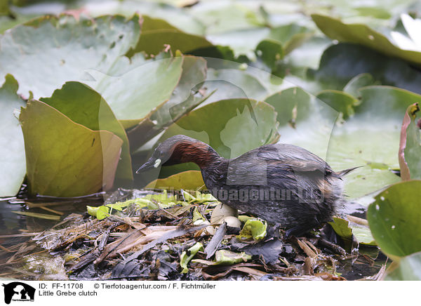 Zwergtaucher Gelege / Little Grebe clutch / FF-11708