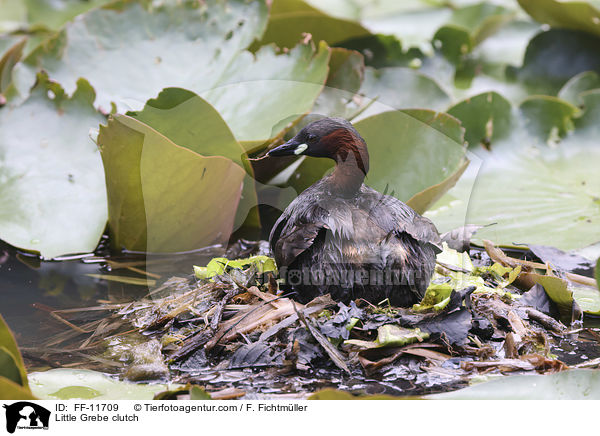 Zwergtaucher Gelege / Little Grebe clutch / FF-11709