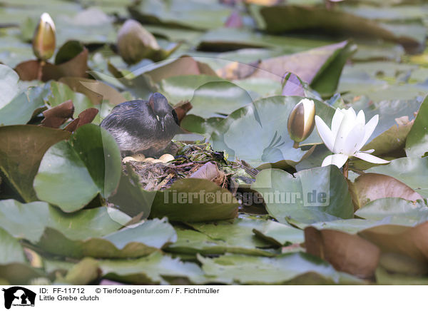 Zwergtaucher Gelege / Little Grebe clutch / FF-11712