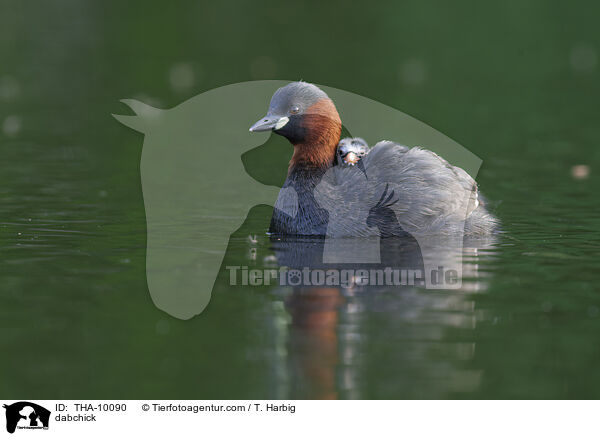 Zwergtaucher / dabchick / THA-10090