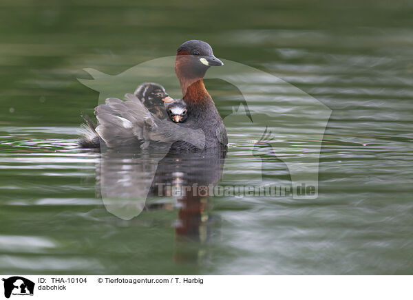 Zwergtaucher / dabchick / THA-10104