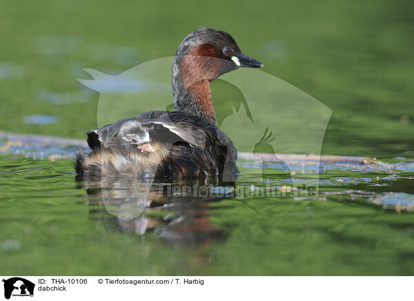 dabchick / THA-10106