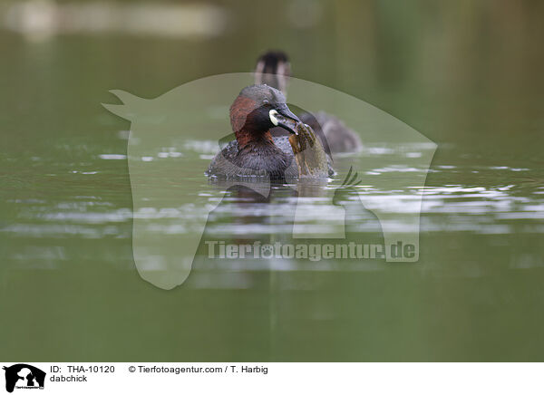 dabchick / THA-10120