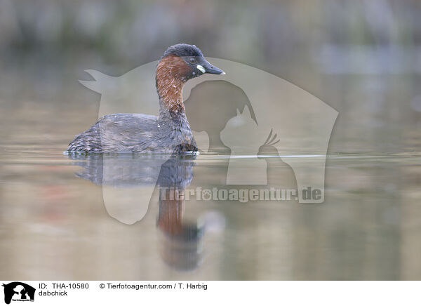 Zwergtaucher / dabchick / THA-10580