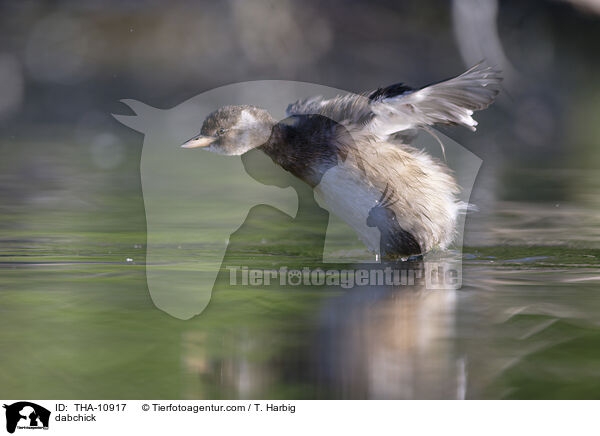 dabchick / THA-10917